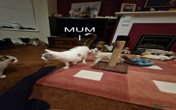 Ragdoll cats for sale: Ragdoll Cross - Advert 14