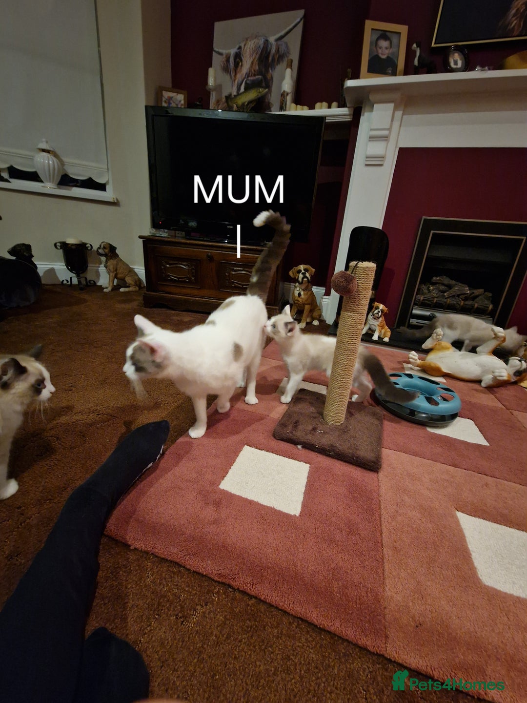 Ragdoll cats for sale: Ragdoll Cross - Advert 14