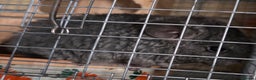 Chinchilla rodents for sale: Baby Male chinchilla for sale  - Advert 3