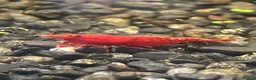 Mixed Breed invertebrates for sale: Red cherry shrimp CAN BE DELIVERED in Barnoldswick - Advert 1