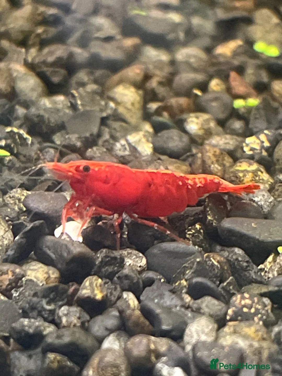 Mixed Breed invertebrates for sale: Red cherry shrimp CAN BE DELIVERED in Barnoldswick - Advert 1