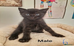 Mixed Breed cats for sale: Beautiful kittens for loving homes from 8th Aug  - Image 7