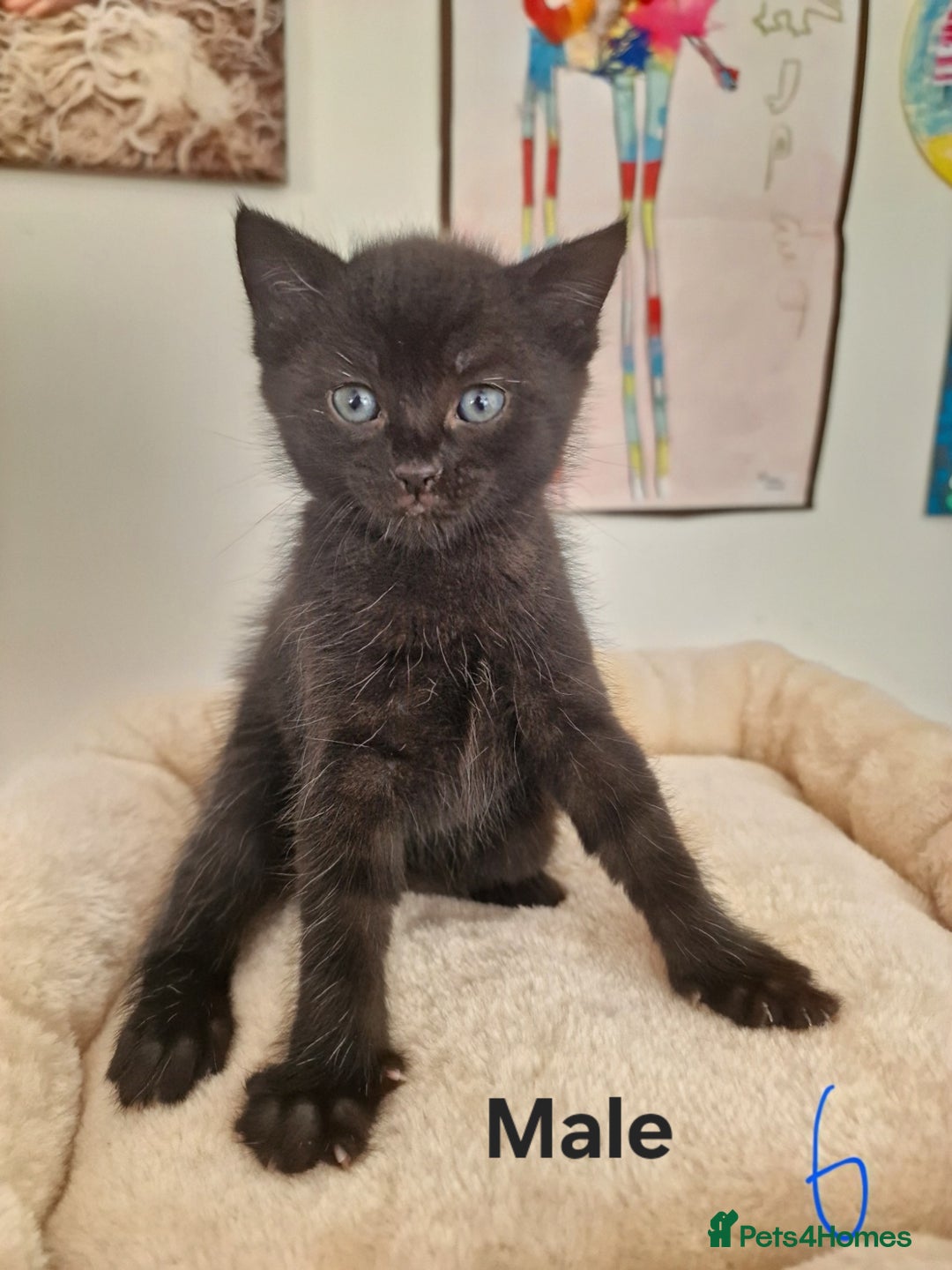 Mixed Breed cats for sale: Beautiful kittens for loving homes from 8th Aug  - Image 7