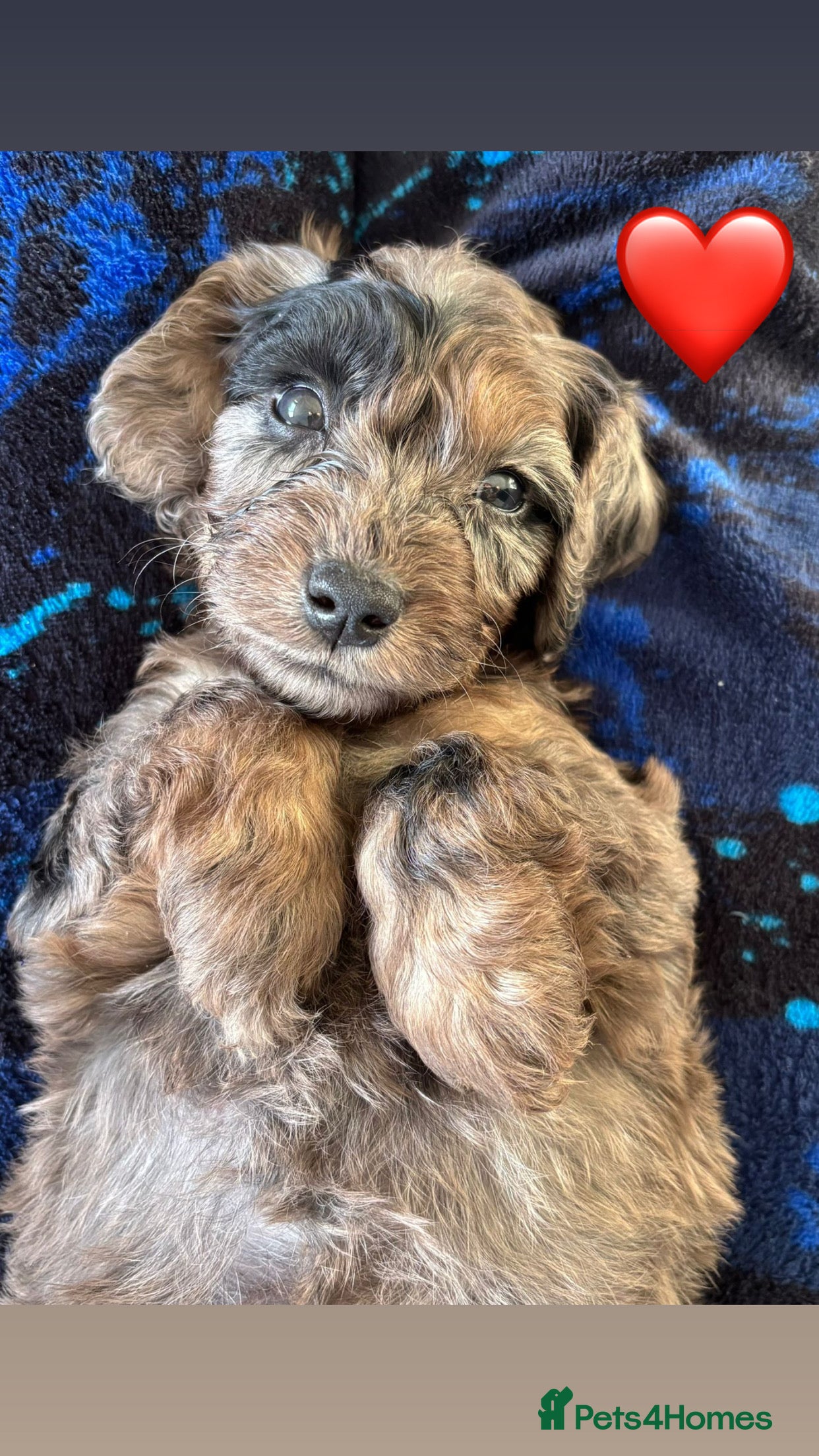 Cockapoo dogs Ready now (3 girls, 2 boys) - Advert 9