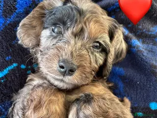 Cockapoo dogs Ready now (3 girls, 2 boys) - Advert 9