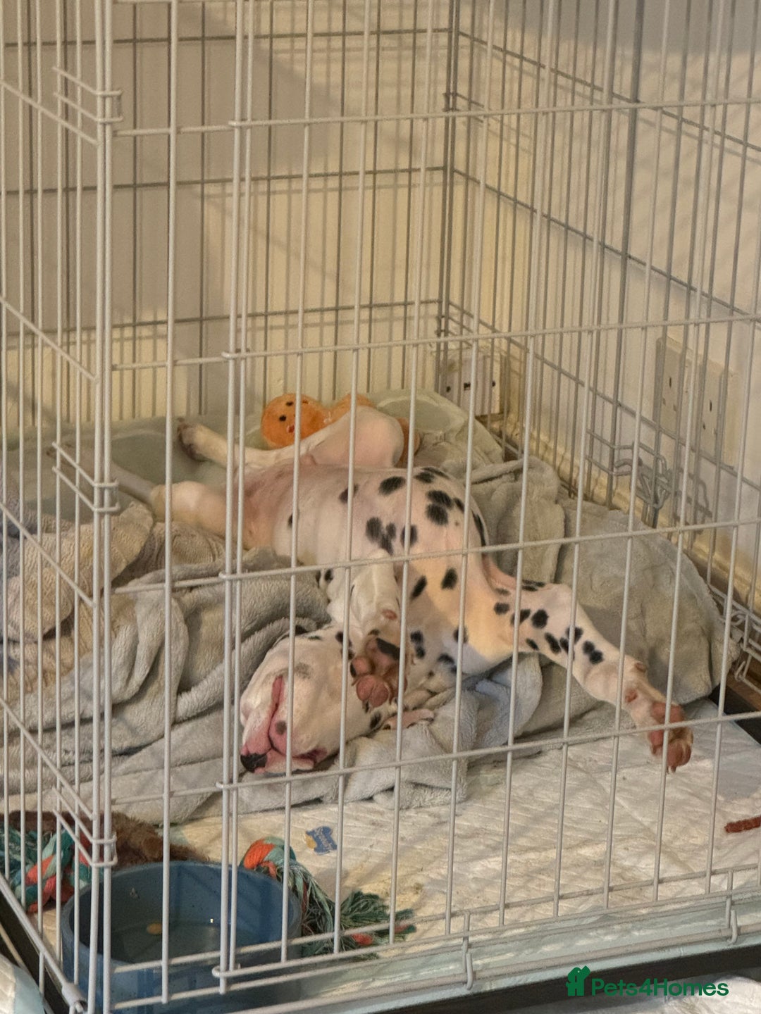 Dalmatian dogs for sale: Dalamatian puppy for sale  - Image 7