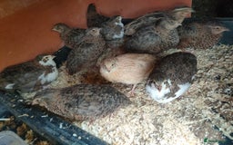 Quail poultry for sale: Mixed coturnix quail - Image 3