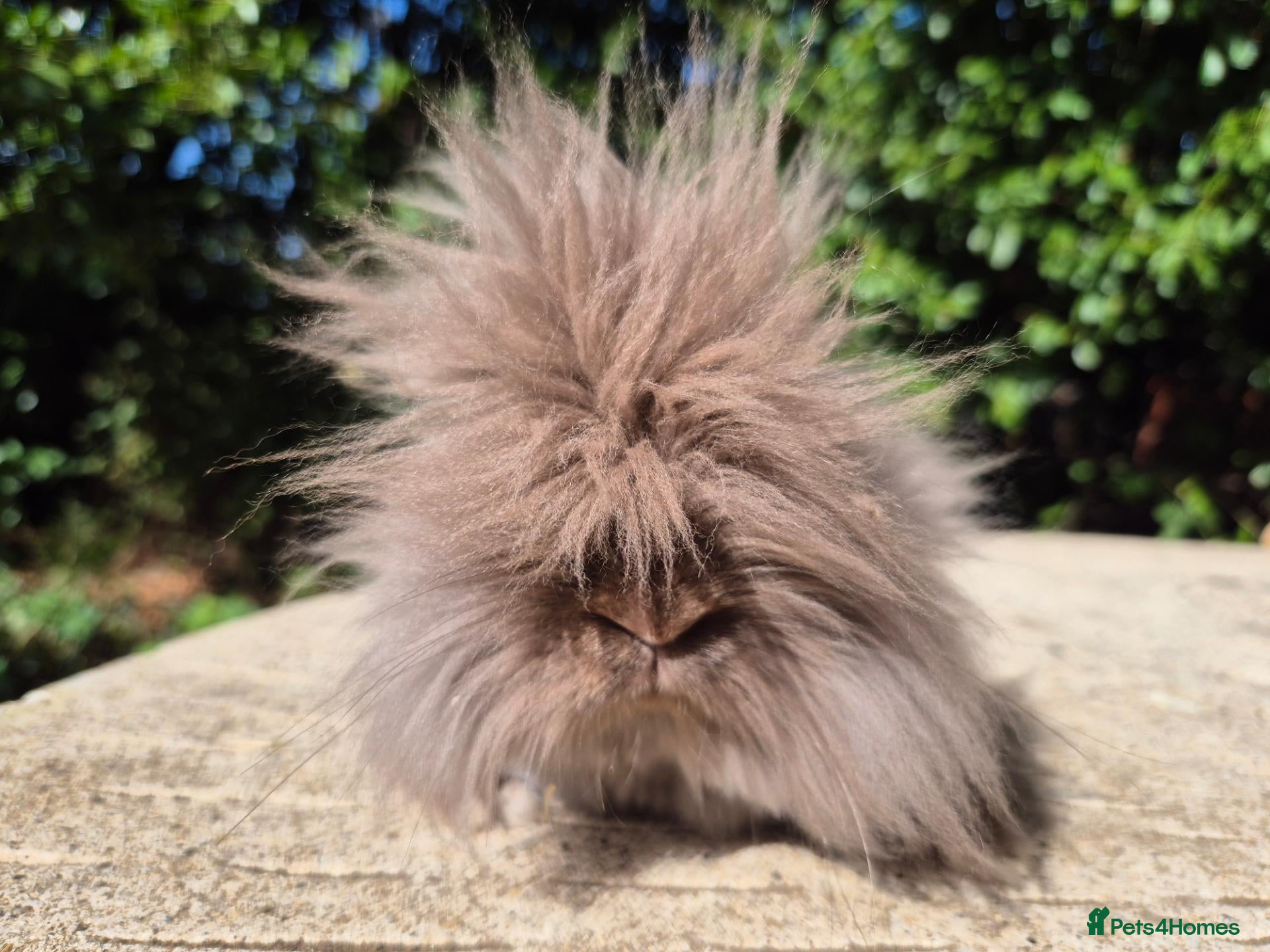 Angora rabbits 🍫 TEDDYDWERG BOY❤️ IMPORTED PARENTS - Advert 2