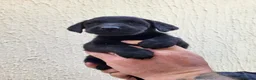 Labrador Retriever dogs for sale: Labrador puppies  - Advert 14