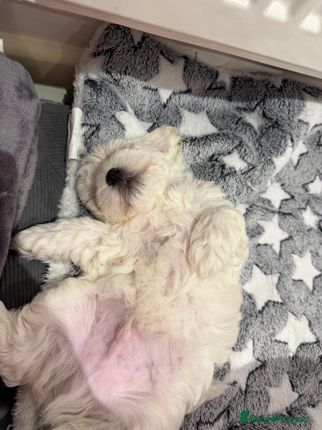 Maltese dogs for sale: Gorgeous Maltese puppies  - Advert 7