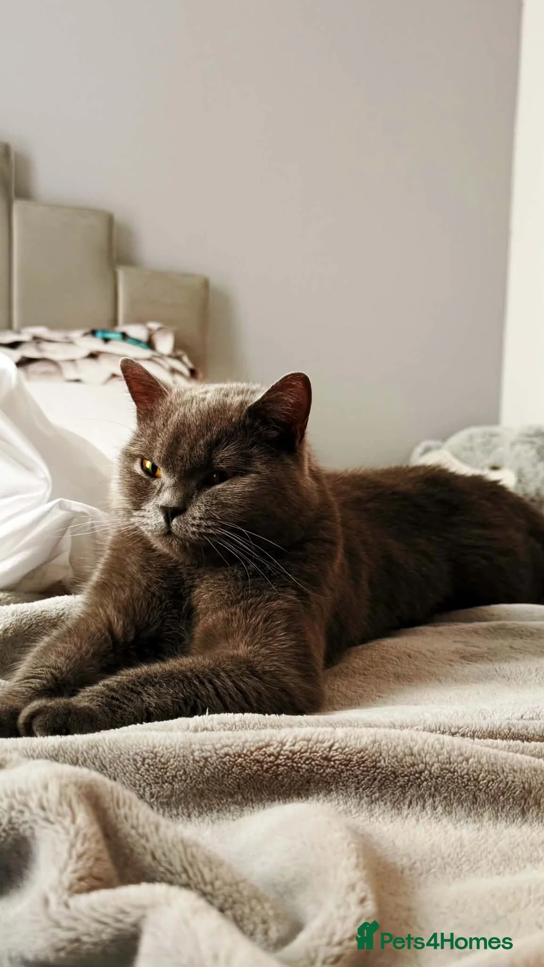 British Shorthair cats for sale: Beautiful British Shorthair kitten  - Advert 2