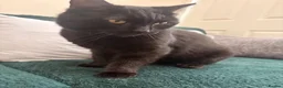 Domestic Shorthair cats for sale: Black male cat in Leigh - Advert 2