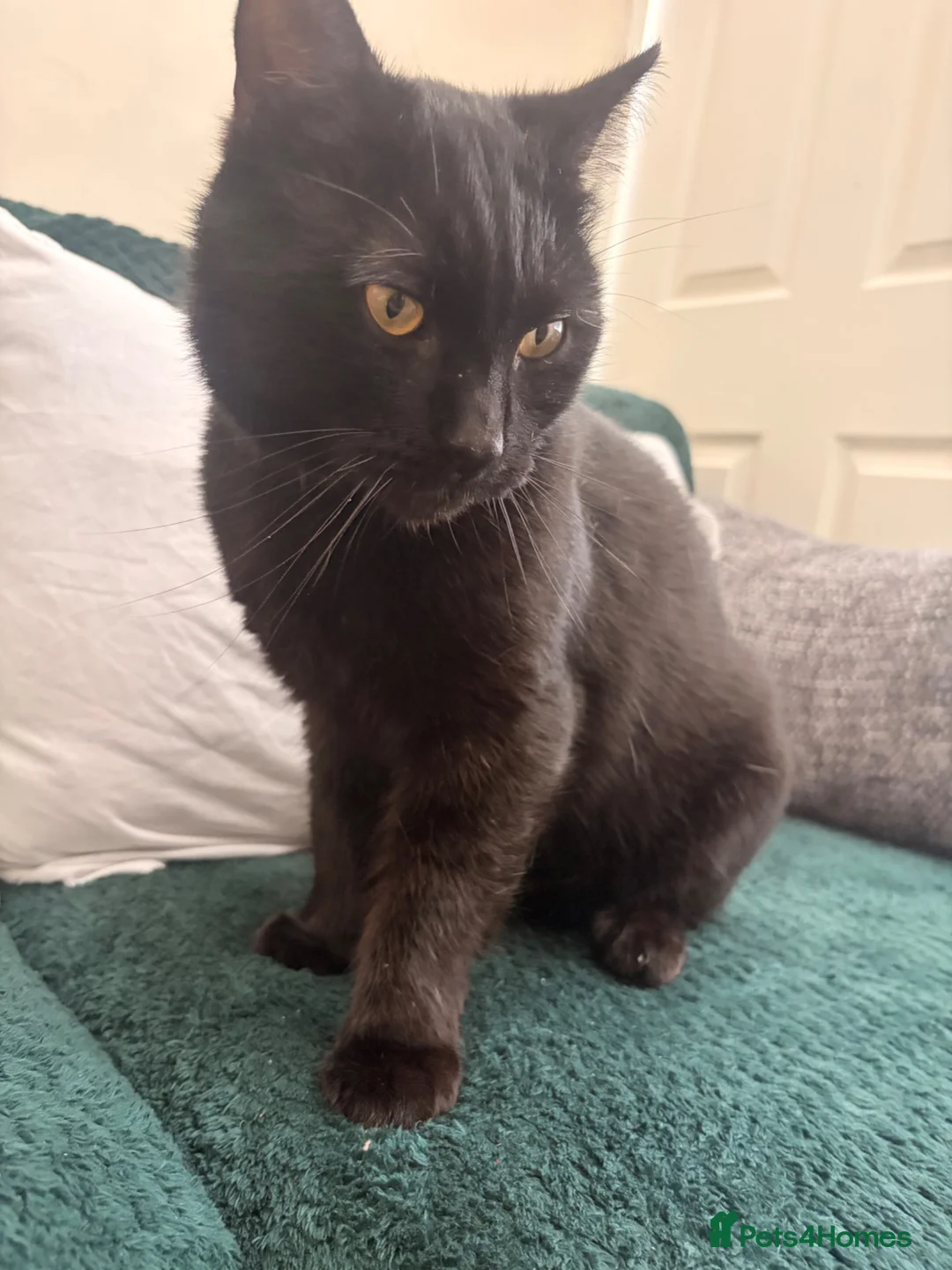 Domestic Shorthair cats for sale: Black male cat in Leigh - Advert 2