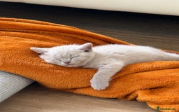 British Shorthair cats for sale: Lilac Brithish Shorthair  - Image 3