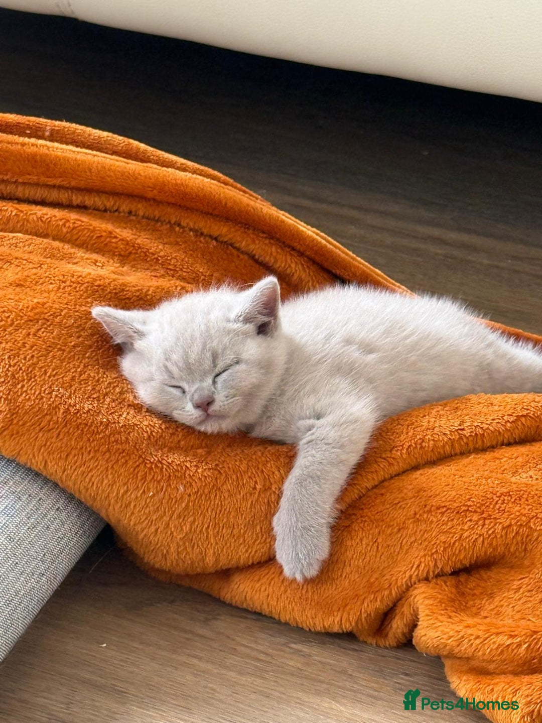 British Shorthair cats for sale: Lilac Brithish Shorthair  - Image 3