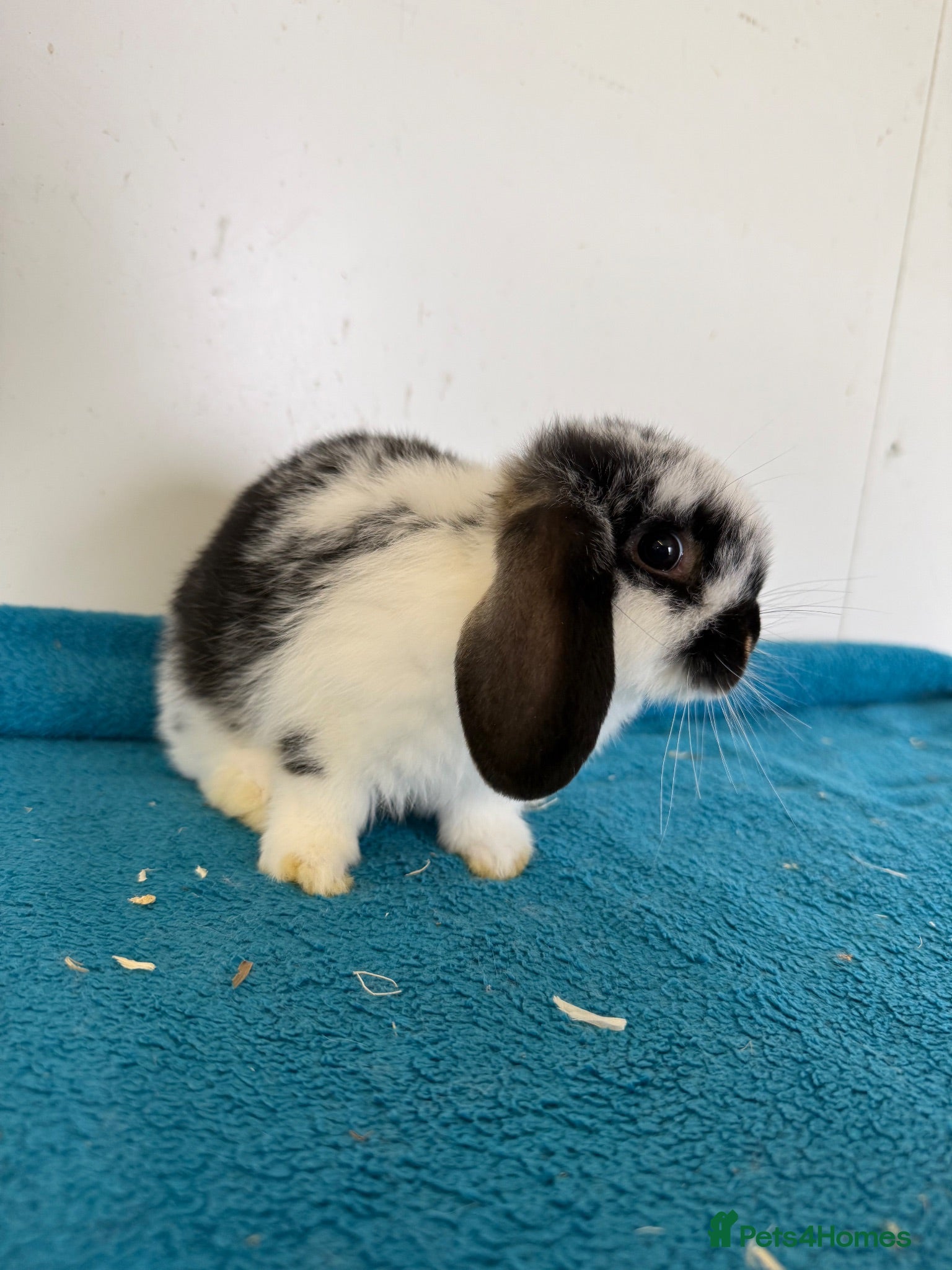 Mini Lop rabbits Pure mini lop rabbits  - Advert 4