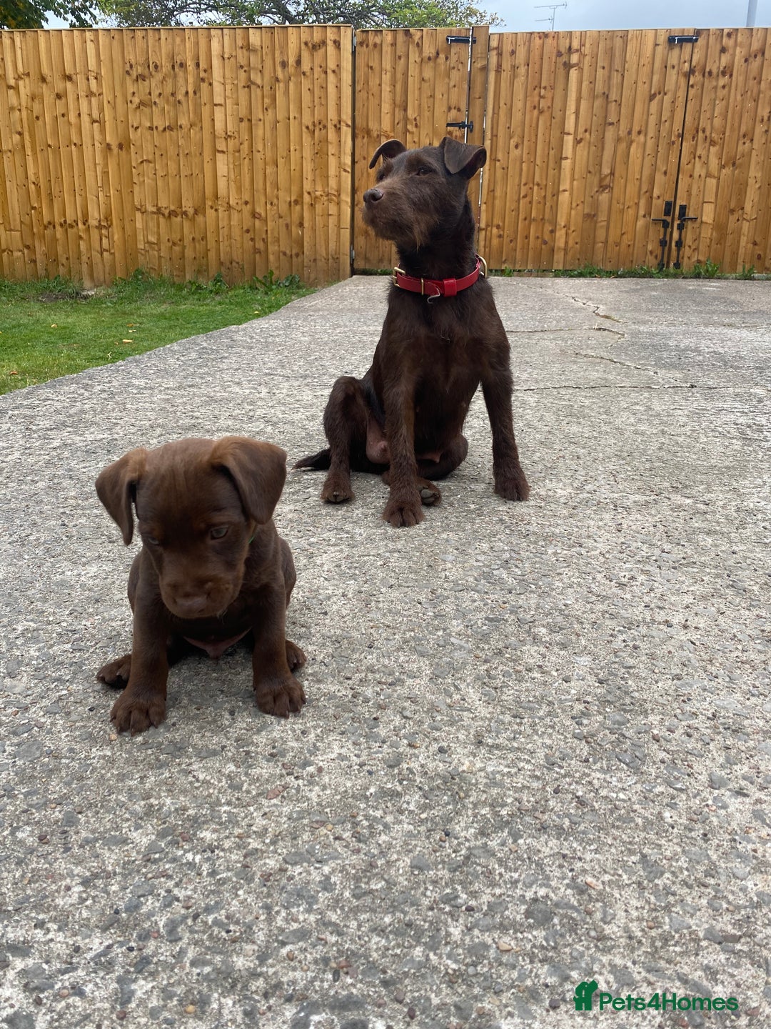 Patterdale Terrier dogs for sale: ⭐️PATTERDALE TERRIER PUPPIES  - Image 6