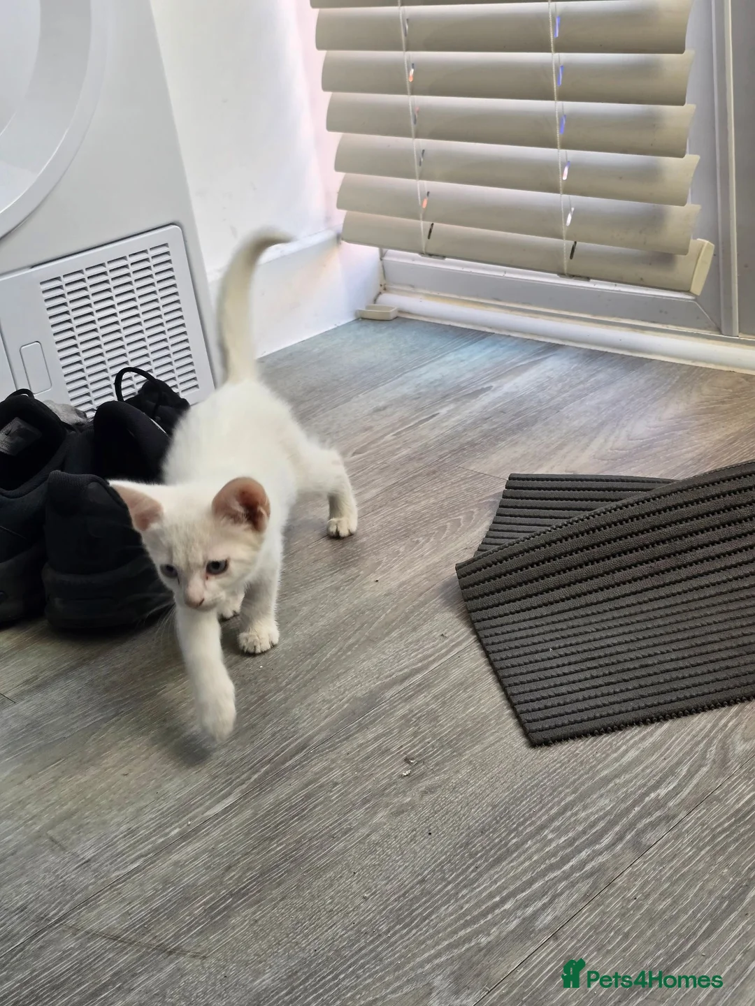 Mixed Breed cats for sale: White male with blue eyes  - Advert 4