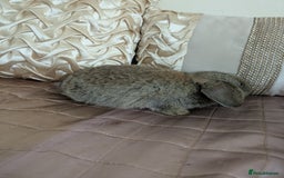 Mini Lop rabbits for sale: Purebred mini lop bunnies Chestnut Angora  - Image 7