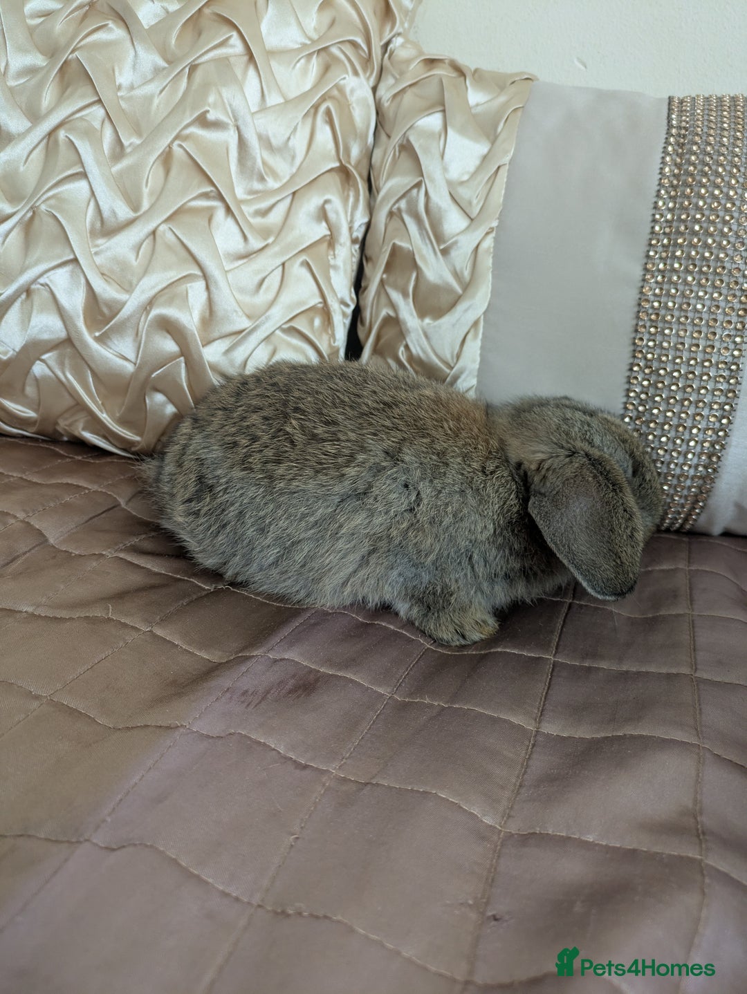 Mini Lop rabbits for sale: Purebred mini lop bunnies Chestnut Angora  - Image 7