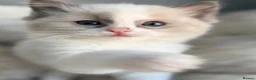 Ragdoll cats for sale: 🎖️GCCF🏆RAGDOLLS 11WKS **EXTENSIVE GENETIC TEST** - Advert 6
