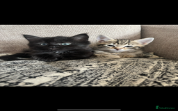 Bengal cats for sale: Half bengal kittens  - Image 4