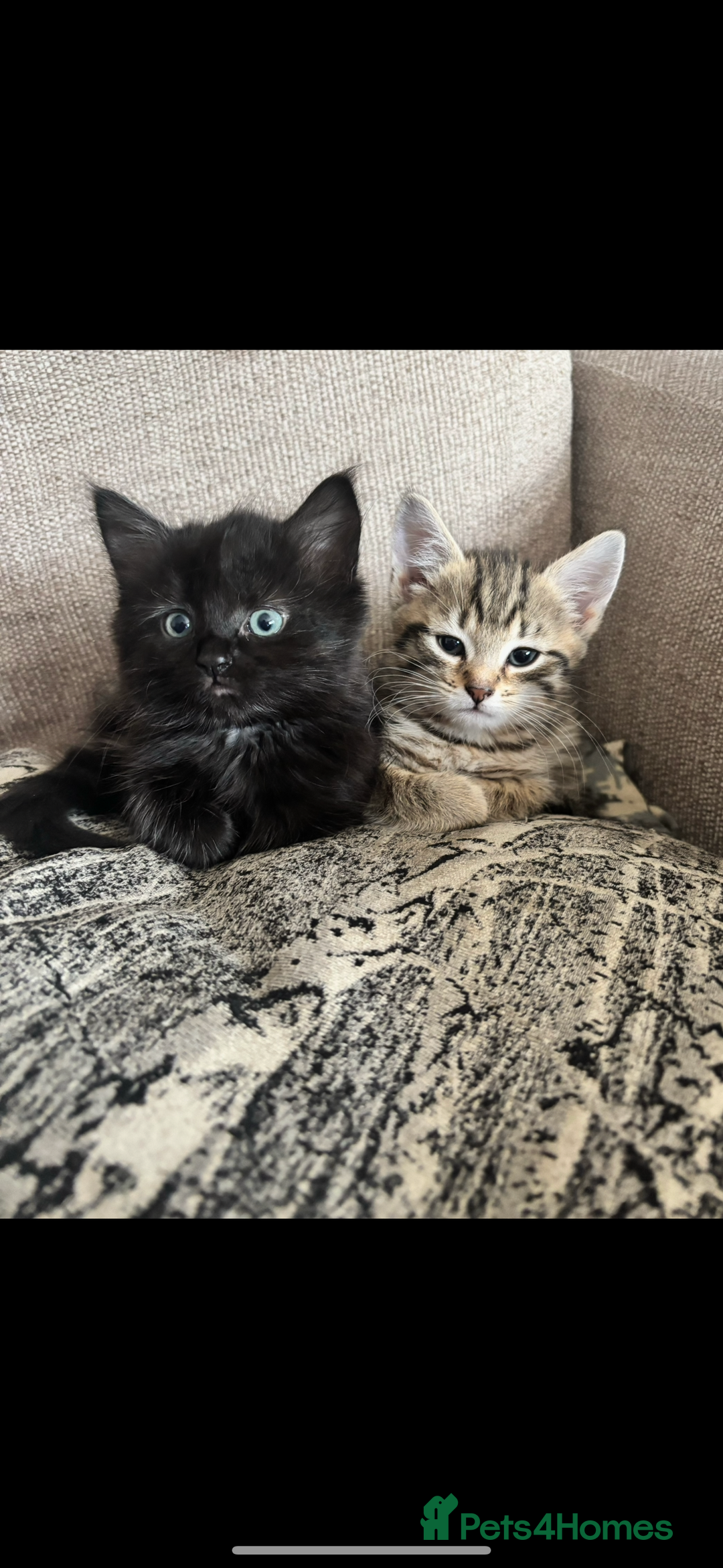 Bengal cats for sale: Half bengal kittens  - Image 4