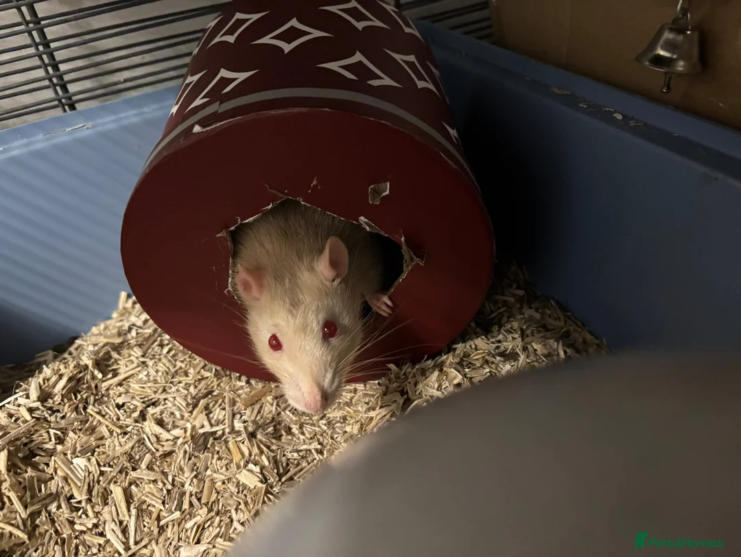 Rat rodents for sale: Lone Male Rat - Cream colour with red eyes. - Advert 1