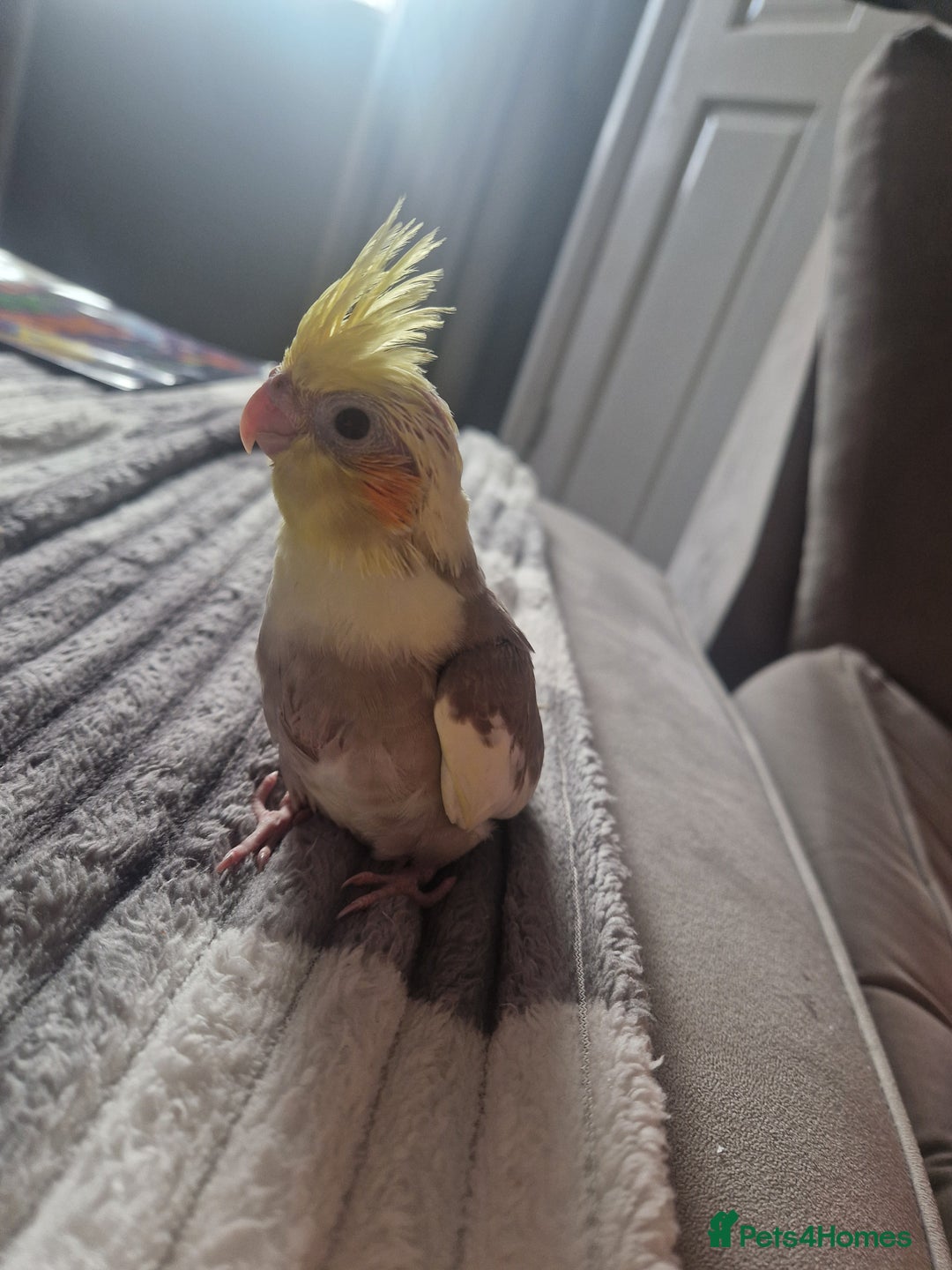 Cockatiels birds for sale: Hand reared cockateil - Image 2