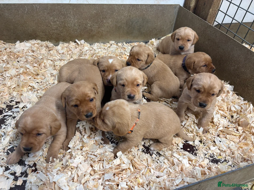 Labrador Retriever dogs for sale: KC Dark yellow Labrador pups  - Advert 5