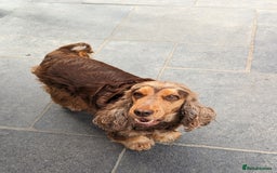 Cocker Spaniel dogs for sale: Champion bloodline sable show cocker puppies  - Image 7
