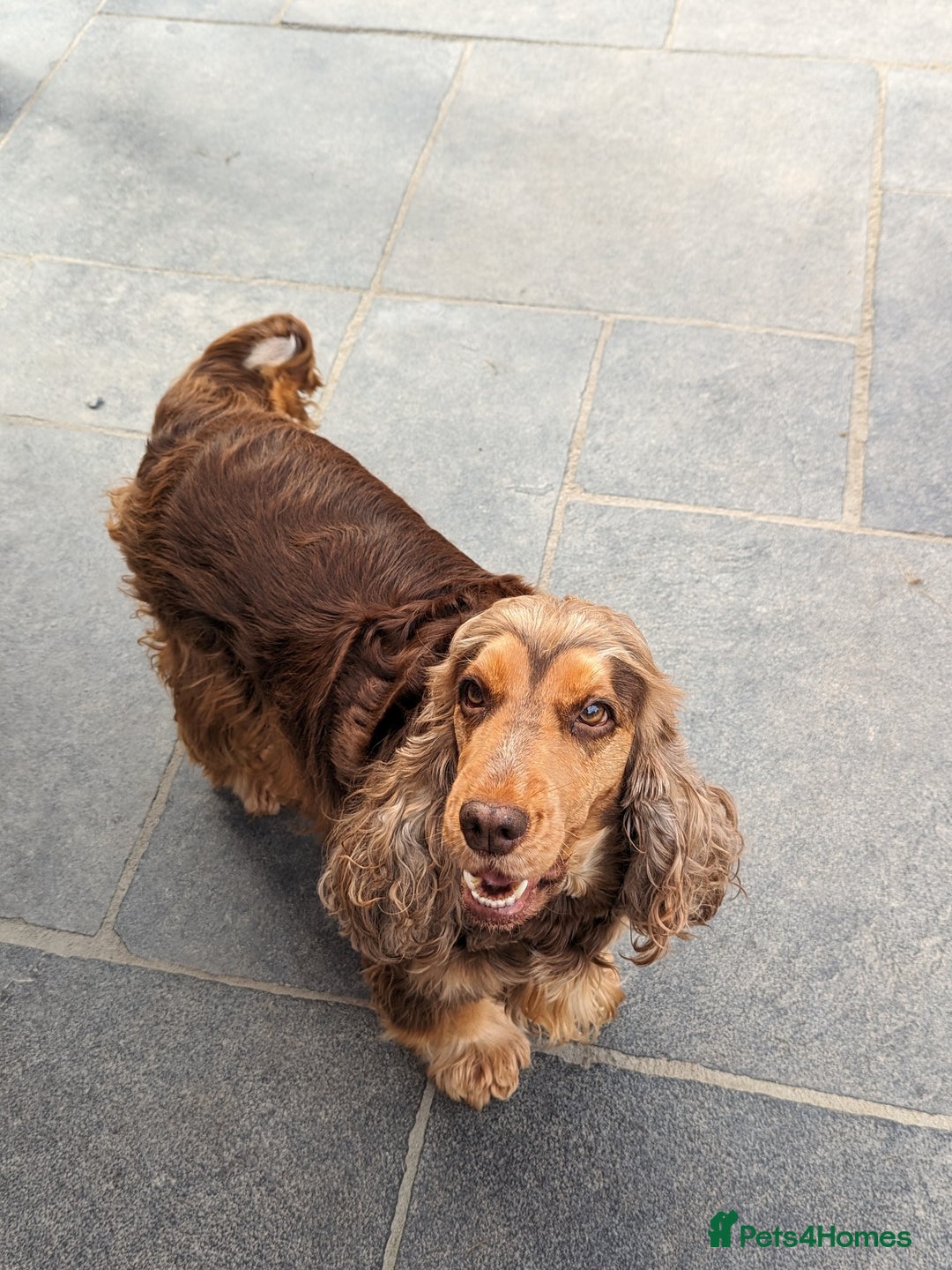 Cocker Spaniel dogs for sale: Champion bloodline sable show cocker puppies  - Image 7