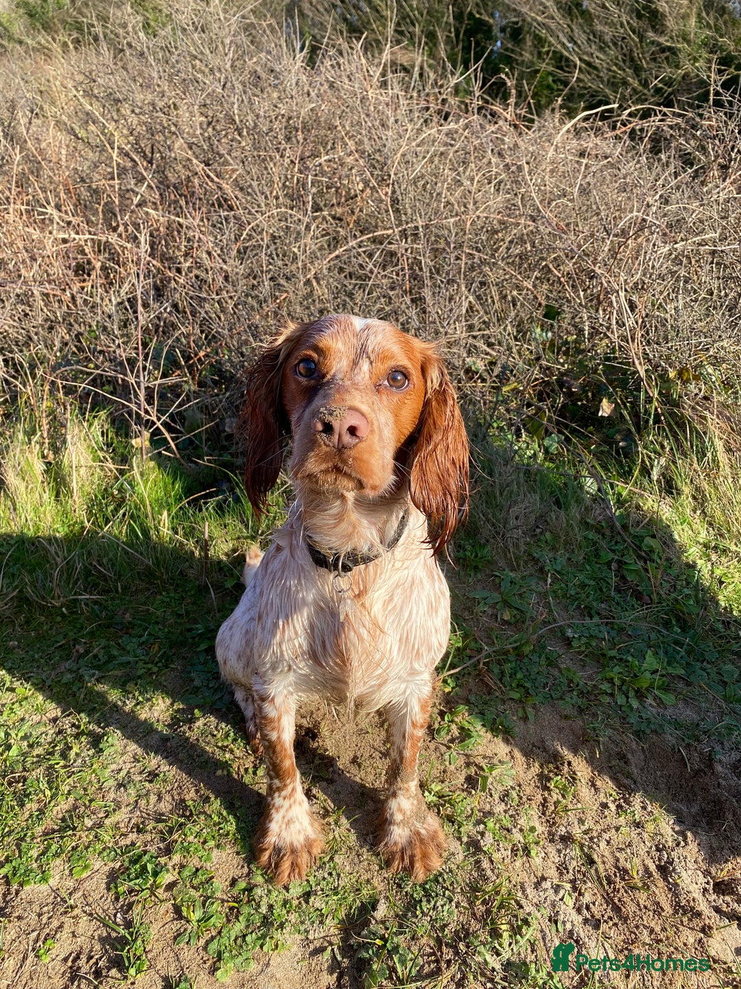 Cocker Spaniel dogs for stud: KC Working Cocker Spaniel Health Tested  - Advert 16
