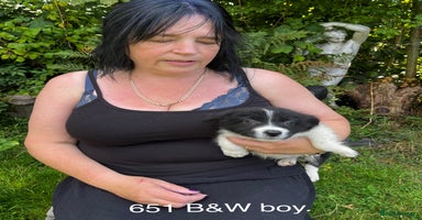 Border Collie dogs - Advert 5