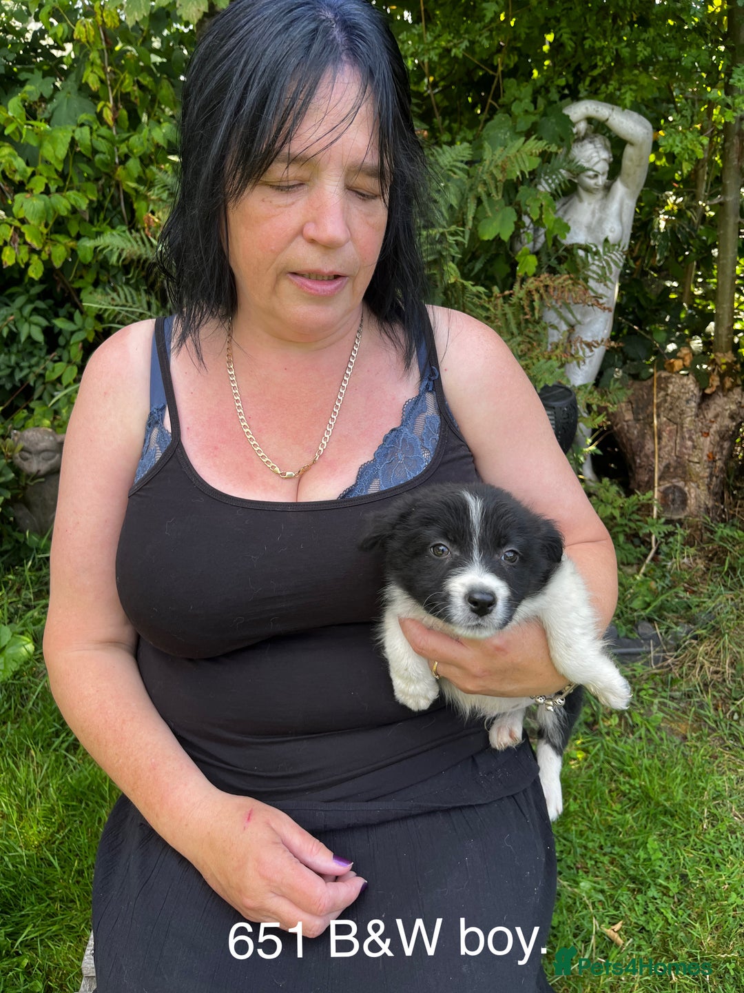 Border Collie dogs for sale: Beautiful baby borders  - Image 7