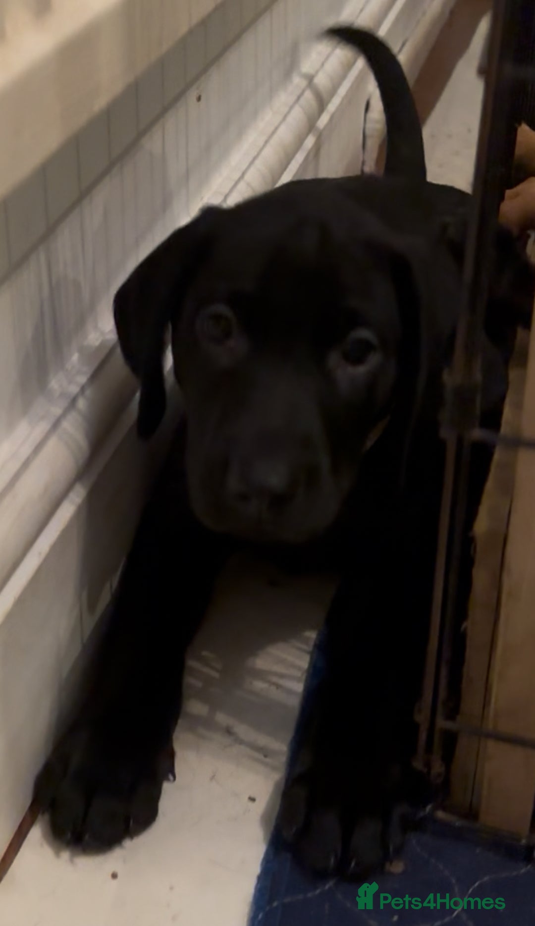 Labrador Retriever dogs for sale: Fully Health Tested Outstanding KC Reg Puppies - Advert 22