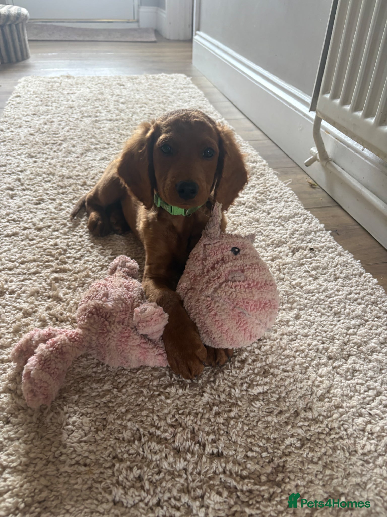 Cockapoo dogs Cockapoo puppies  - Advert 11