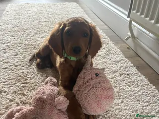 Cockapoo dogs Cockapoo puppies - Advert 11