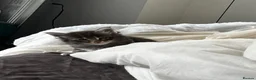 Maine Coon cats for sale: Pedigree Maine coons - Advert 9