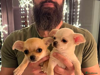 Chihuahua dogs Chihuahua boys / males - Advert 13