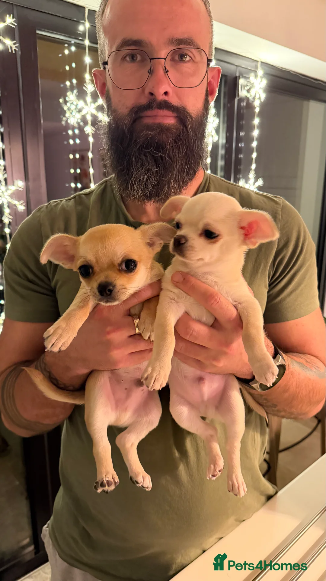 Chihuahua dogs for sale: Chihuahua boys / males  - Advert 1