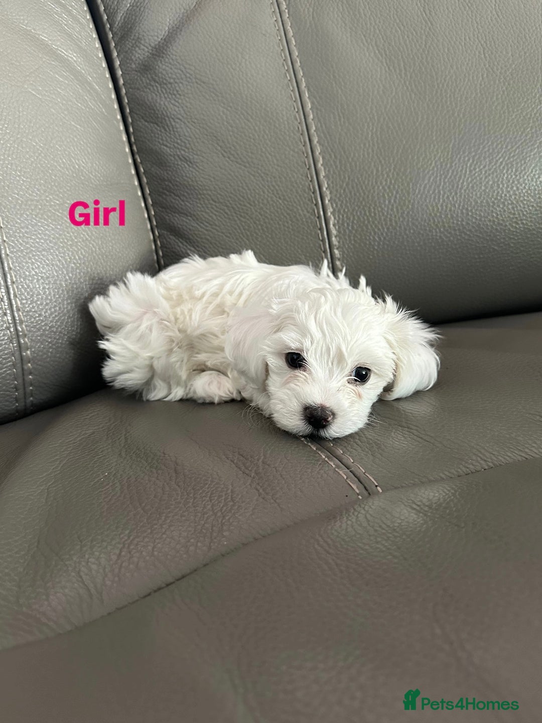 Mixed Breed dogs for sale: Mixed puppies for sale - Image 4
