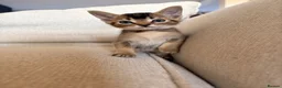 Mixed Breed cats for sale: Beautiful Home Raised Abyssinian Mix Kittens - Advert 9