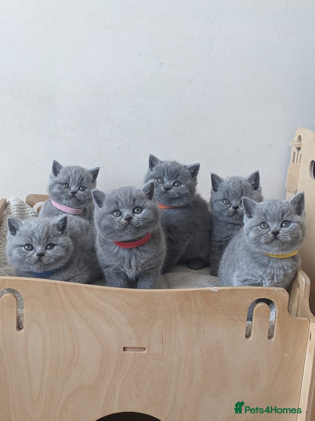 British Shorthair cats for sale: Amazing British shorthair blue kittens in Ware - Image 2