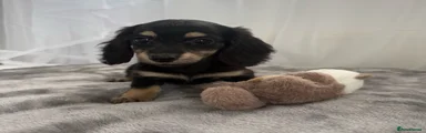 Miniature Dachshund 3
