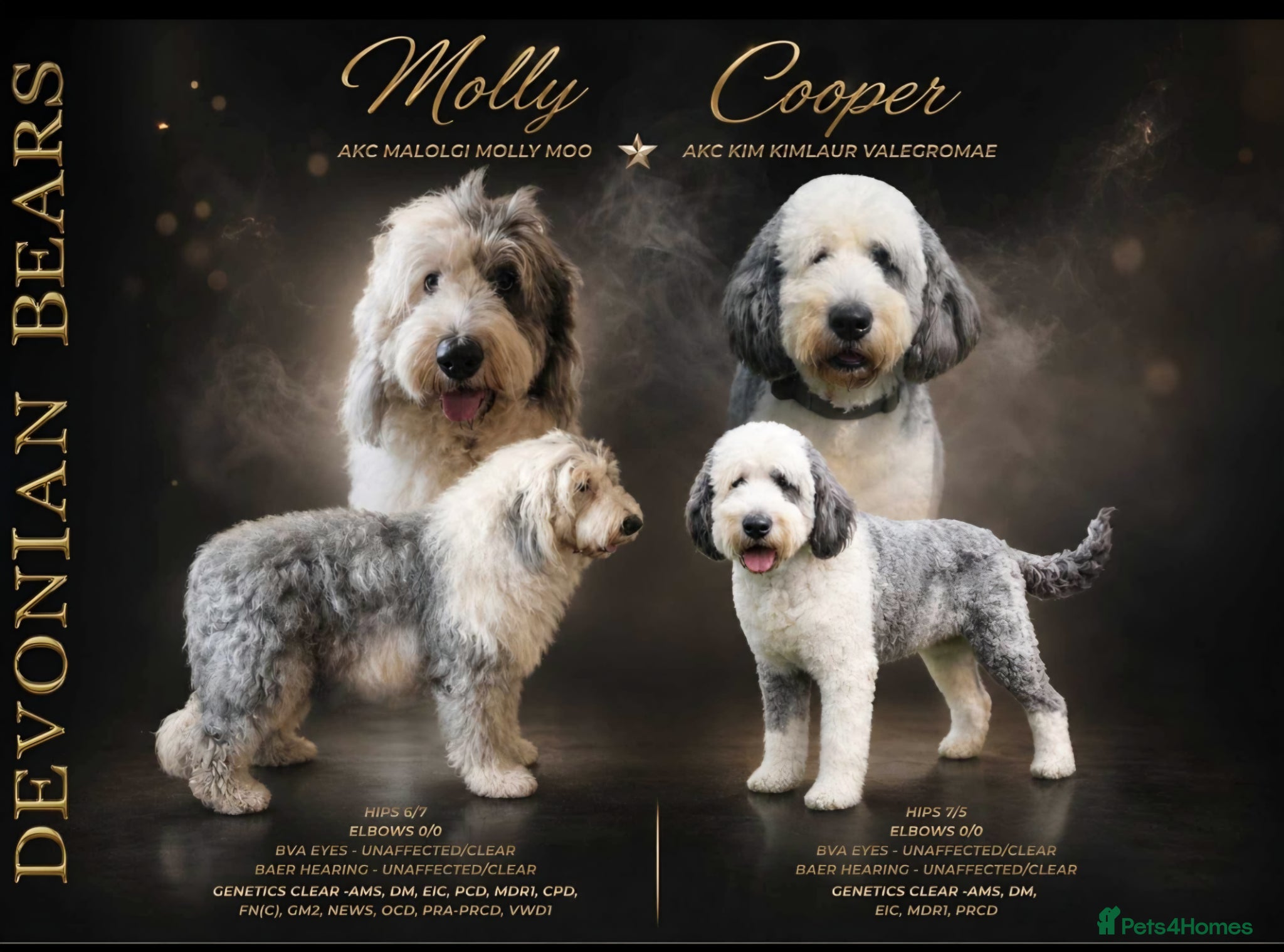 Old English Sheepdog dogs Fully health tested AKC Old English Sheepdog  - Advert 4
