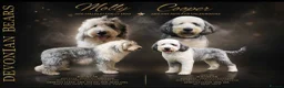 Old English Sheepdog dogs for sale: Fully health tested RKC Old English Sheepdog  - Advert 1