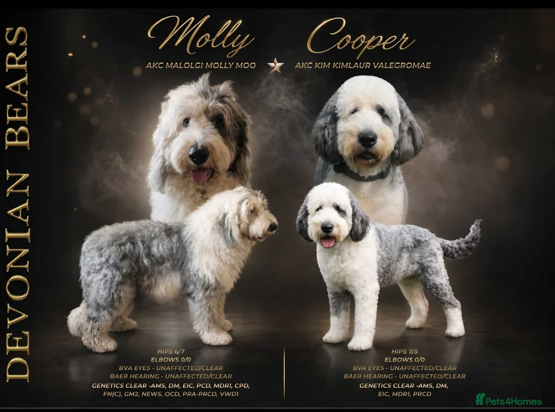 Old English Sheepdog dogs for sale: Fully health tested RKC Old English Sheepdog  - Advert 1