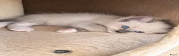 Ragdoll cats for sale: Ragdoll kittens available ♥️  - Advert 13