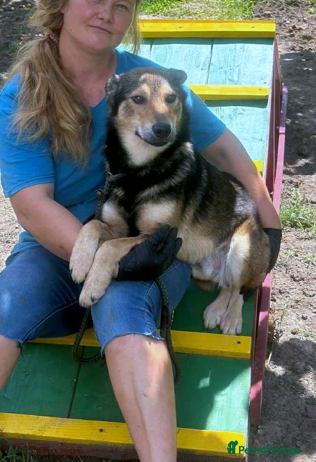 Mixed Breed dogs for adoption: 🐾 Meet Boaz. You’re going to love him 🤍🐾 - Advert 8